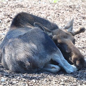 Eurasian moose (Alces alces alces), 2022-06-28