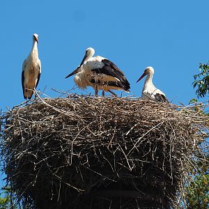 European white stork nest, 2022-06-28