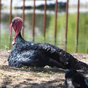 Turkey (Meleagris gallopavo), 2022-06-28