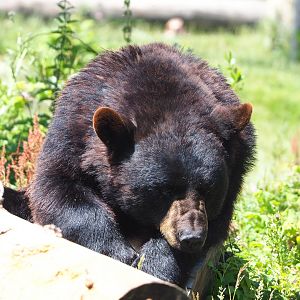 American black bear (Ursus americanus), 2022-06-28