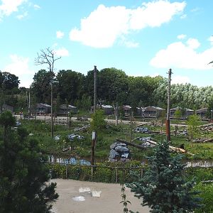 American black bear exhibit, 2022-06-28