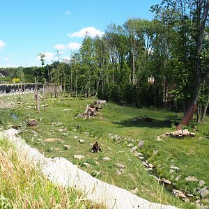 Eurasian brown bear and Eurasian grey wolf exhibit, 2022-06-28