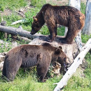 Eurasian brown bears (Ursus arctos arctos), 2022-06-28