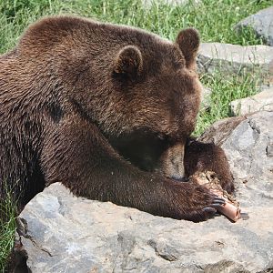 Eurasian brown bear (Ursus arctos arctos), 2022-06-28
