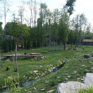 Eurasian brown bear and Eurasian grey wolf exhibit, 2022-06-28