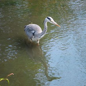 Wild Grey heron (Ardea cinerea), 2022-06-28
