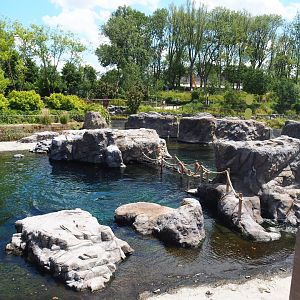 Steller's sea lion exhibit, 2022-06-28