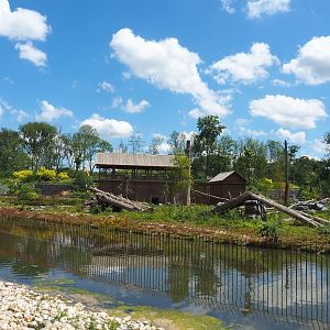 American black bear exhibit, 2022-06-28