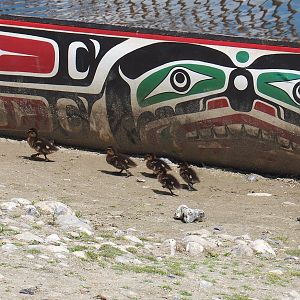 Wild Mallard with chicks (Anas platyrhynchos), 2022-06-28