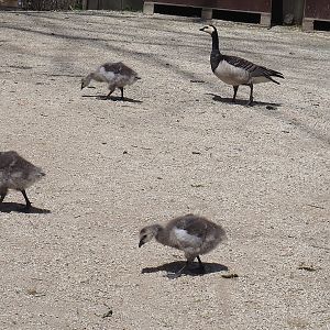 Wild Barnacle geese (Branta leucopsis), 2022-06-28