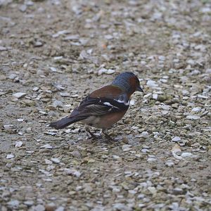 Wild Common chaffinch (Fringilla coelebs), 2022-06-28