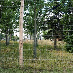 Common fallow deer holding paddock, 2022-06-28