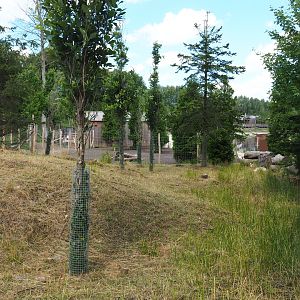 Common fallow deer holding paddock, 2022-06-28
