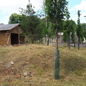 Common fallow deer holding paddock and shelter, 2022-06-28