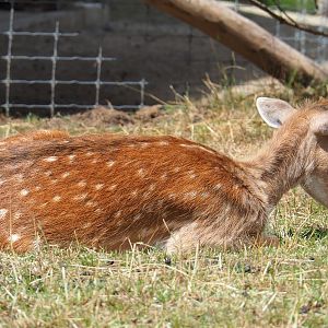Common fallow deer (Dama dama), 2022-06-28