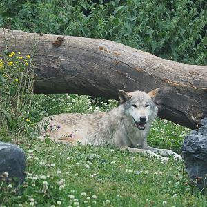 Mackenzie valley wolf (Canis lupus occidentalis), 2022-06-28