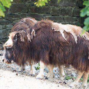 Musk ox (Ovibos moschatus), 2022-06-28