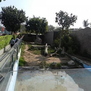 Giant anteater exhibit - Parque Zoológico Huachipa