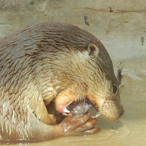 Neotropical otter - Parque Zoológico Huachipa