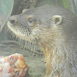 Neotropical otter - Parque Zoológico Huachipa