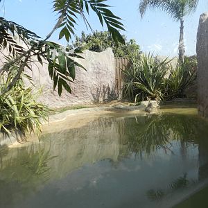 Neotropical otter exhibit - Parque Zoológico Huachipa