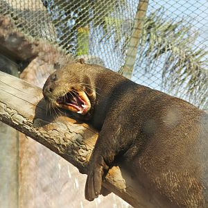 Giant otter - Parque Zoológico Huachipa