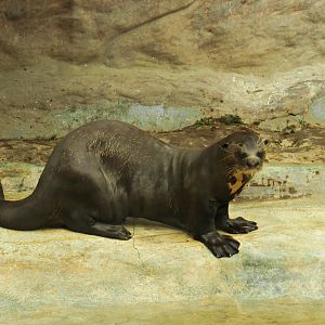 Giant otter - Parque Zoológico Huachipa