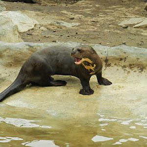 Giant otter - Parque Zoológico Huachipa