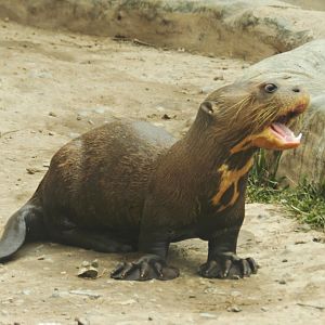 Giant otter baby - Parque Zoológico Huachipa