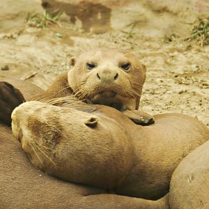 Giant otter family at rest - Parque Zoológico Huachipa