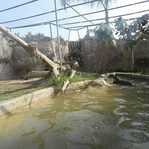 Giant otter exhibit I - Parque Zoológico Huachipa