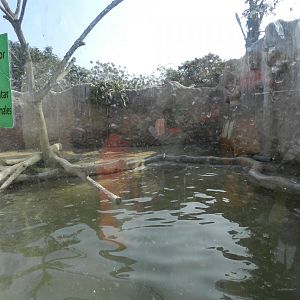 Giant otter exhibit II - Parque Zoológico Huachipa