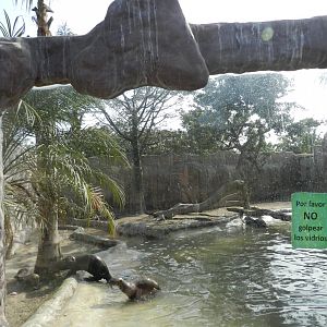 Giant otter exhibit III - Parque Zoológico Huachipa