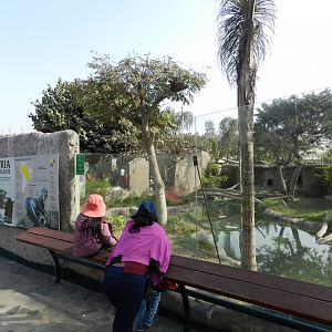 Giant otter exhibit IV - Parque Zoológico Huachipa