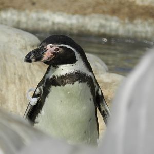Humboldt penguin - Parque Zoológico Huachipa