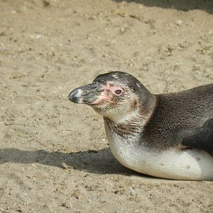 Humboldt penguin - Parque Zoológico Huachipa