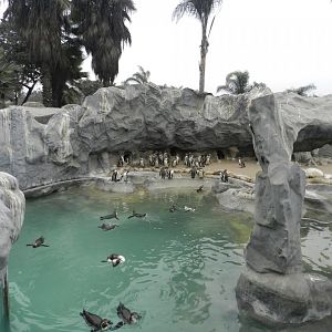 Humboldt penguin exhibit - Parque Zoológico Huachipa