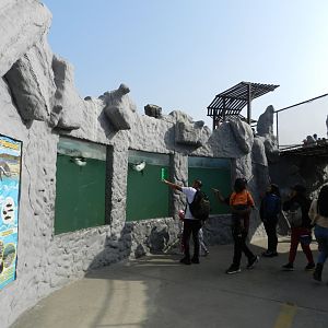Humboldt penguin underwater viewing - Parque Zoológico Huachipa