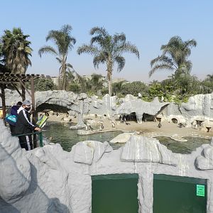 Humboldt penguin exhibit - Parque Zoológico Huachipa