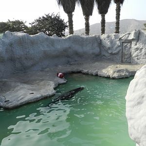 Patagonian sea lion exhibit - Parque Zoológico Huachipa