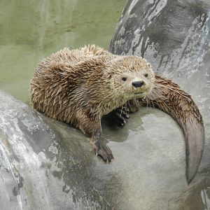 Marine otter - Parque Zoológico Huachipa