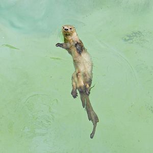 Marine otter swimming - Parque Zoológico Huachipa