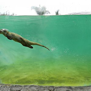 Marine otter swimming - Parque Zoológico Huachipa