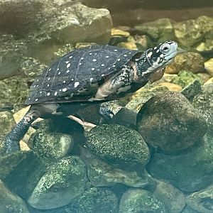 Spotted Turtle