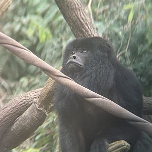 Black Howler Monkey