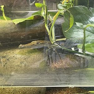 Australian Freshwater Crocodile