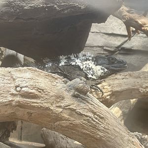 Mexican Spiny-tailed Iguana
