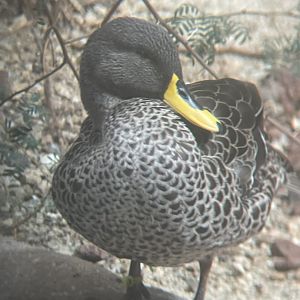 Yellow-billed Duck