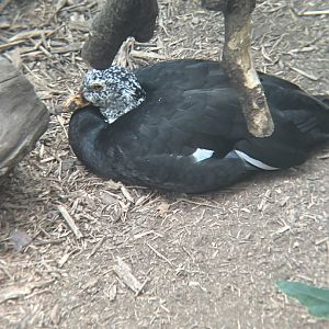 White-winged Duck