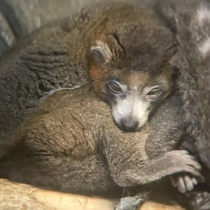 Mongoose Lemur